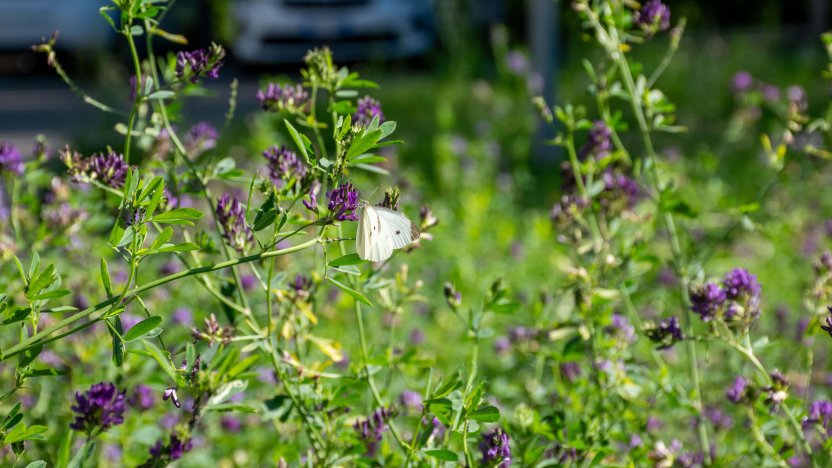 Prati fioriti