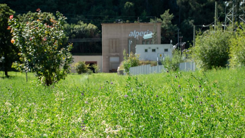 Prati fioriti